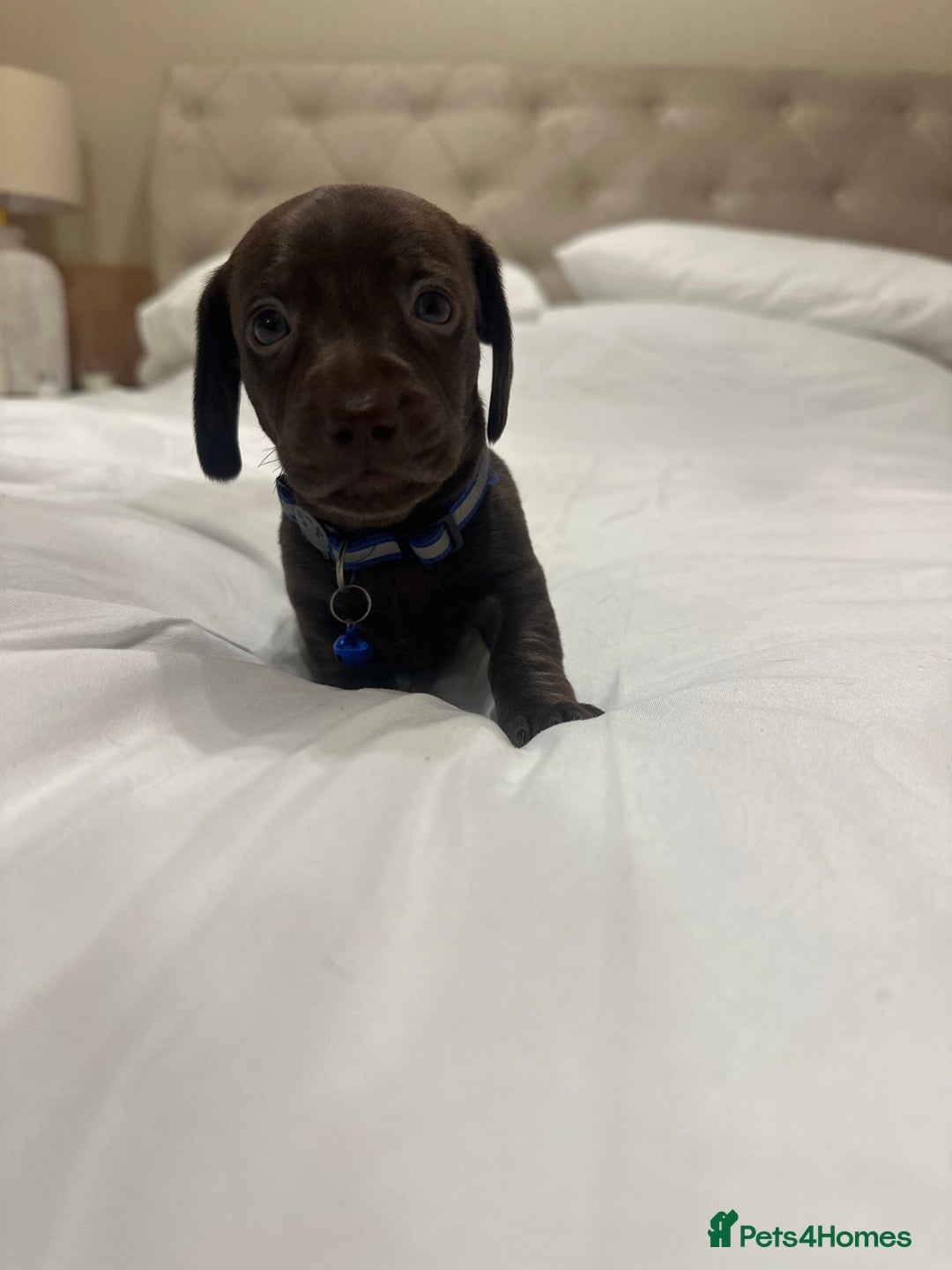 Miniature Dachshund dogs for sale: Miniature dachshund ready to go🫶🏽 - Advert 12