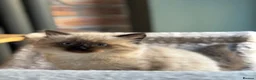 Siberian cats for sale: Pedigree Siberian girl Spontan Felicita - Advert 8