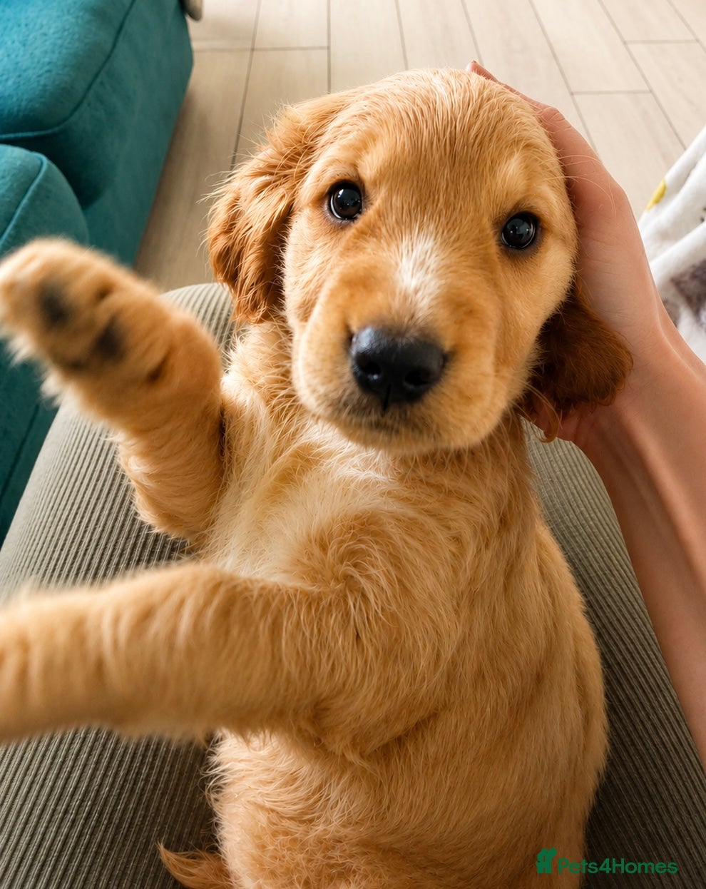 Cocker Spaniel dogs Final 3 KC Golden Show Cocker Spaniel Boy Puppies - Advert 1