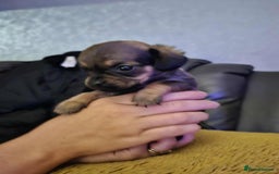 Mixed Breed dogs for sale: Beautiful F1 Daug puppies for sale  - Advert 4
