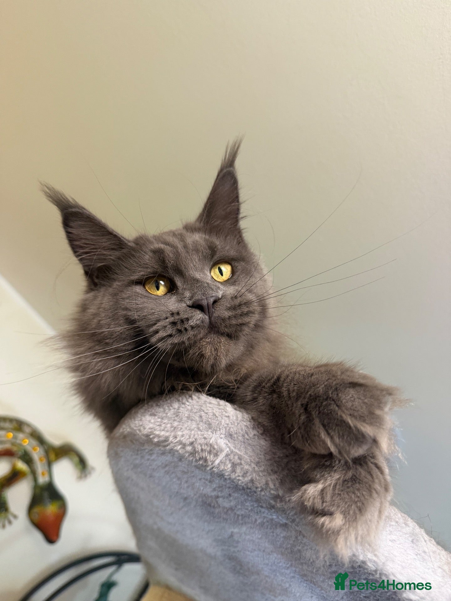 Maine Coon cats 💙*🦁*BLUE MAINE COON*💎*KITTENS*🦁*💙 - Advert 8