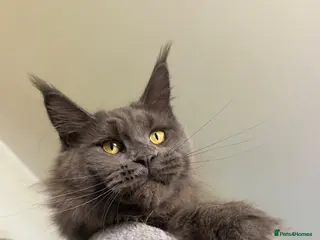 Maine Coon cats 💙*🦁*BLUE MAINE COON*💎*KITTENS*🦁*💙 - Advert 8