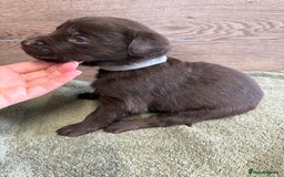 Labrador Retriever dogs for sale: Chunky chocolate labradors  - Image 31
