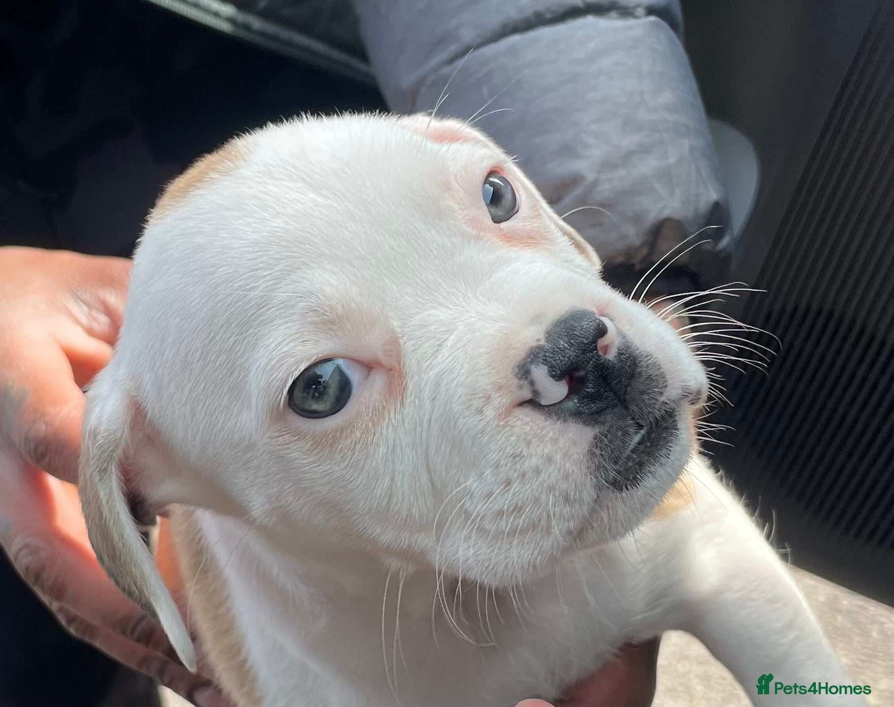 Mixed Breed dogs 1/7 gorgeous rare French American Bulldogs - Advert 3