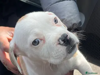 Mixed Breed dogs 1/7 gorgeous rare French American Bulldogs - Advert 3