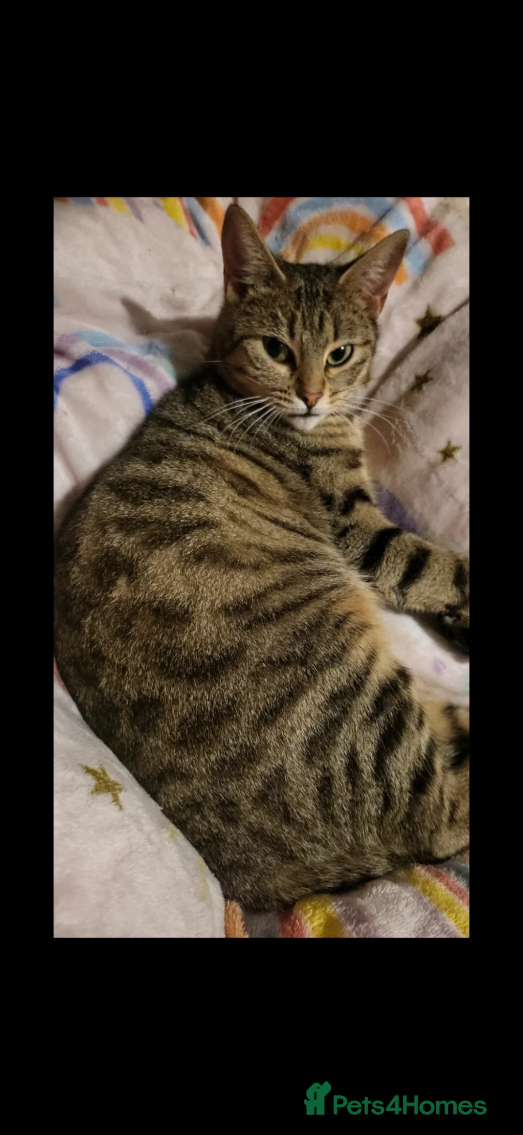Bengal cats for sale: Female bengal cat in Birmingham - Advert 1
