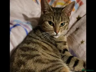 Bengal cats Female bengal cat - Advert 1