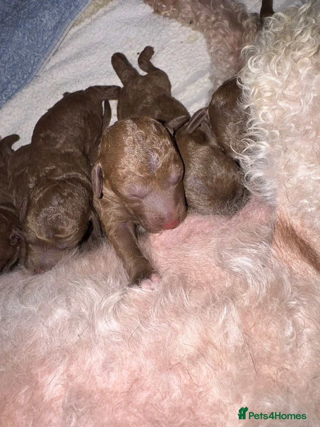 Bedlington Terrier dogs for sale: Liver Pedigree Bedlington Terrier Puppies - Advert 4