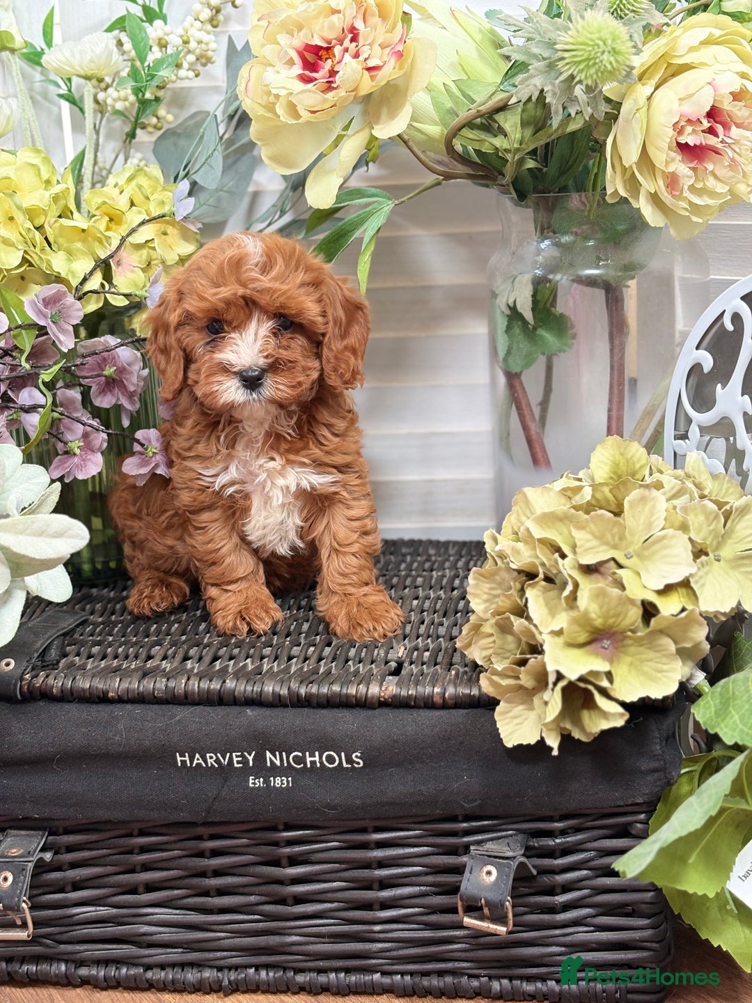 Cavapoo dogs for sale: Health tested TOY CAVAPOOS KC Parents - Image 32