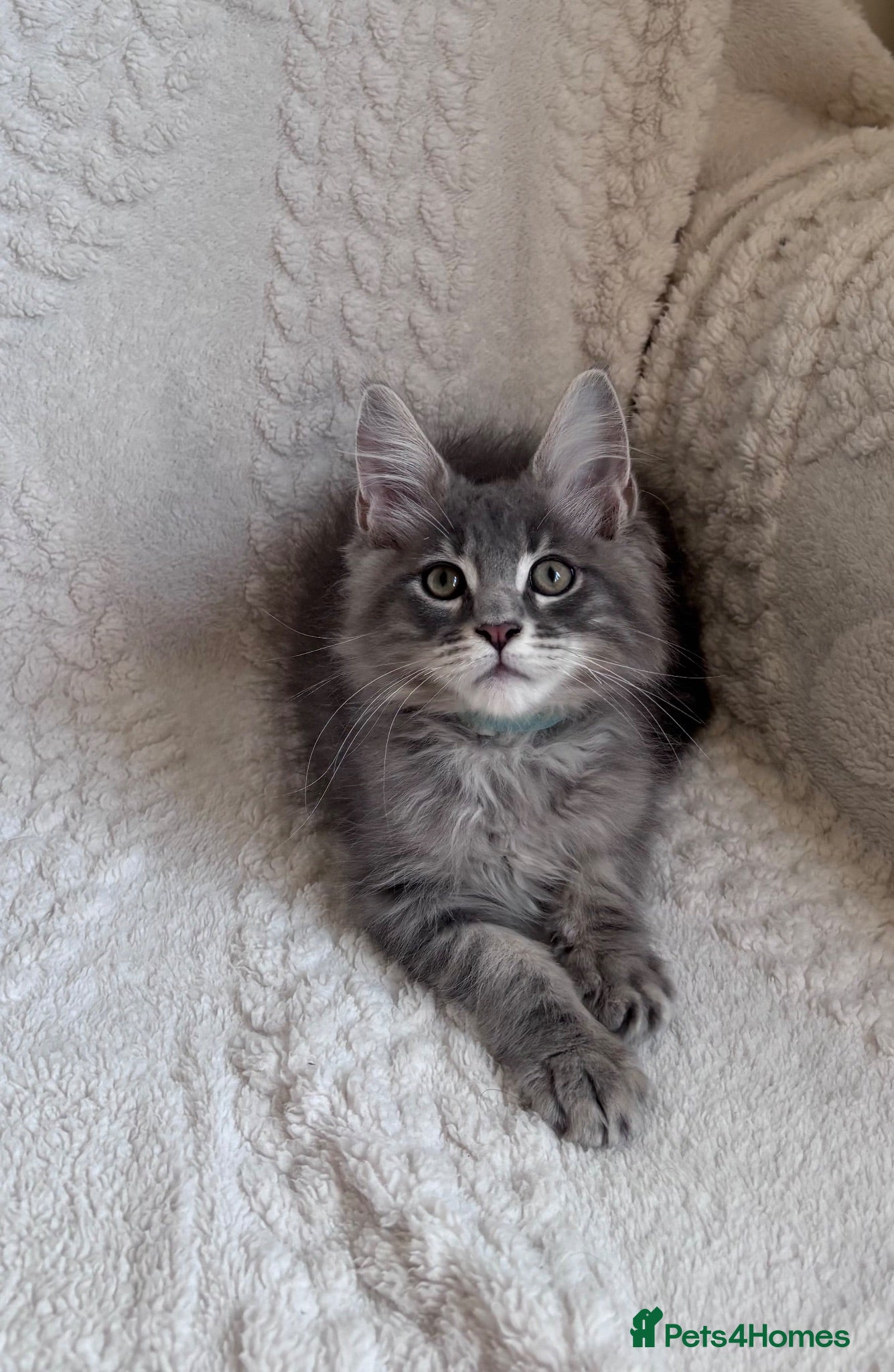 Maine Coon cats ❤️ Stunning Blue Silver Tabby Maine Coon Boy ❤️ - Advert 3