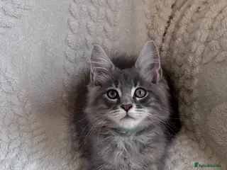 Maine Coon cats ❤️ Stunning Blue Silver Tabby Maine Coon Boy ❤️ - Advert 1