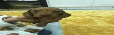 Miniature Dachshund 1