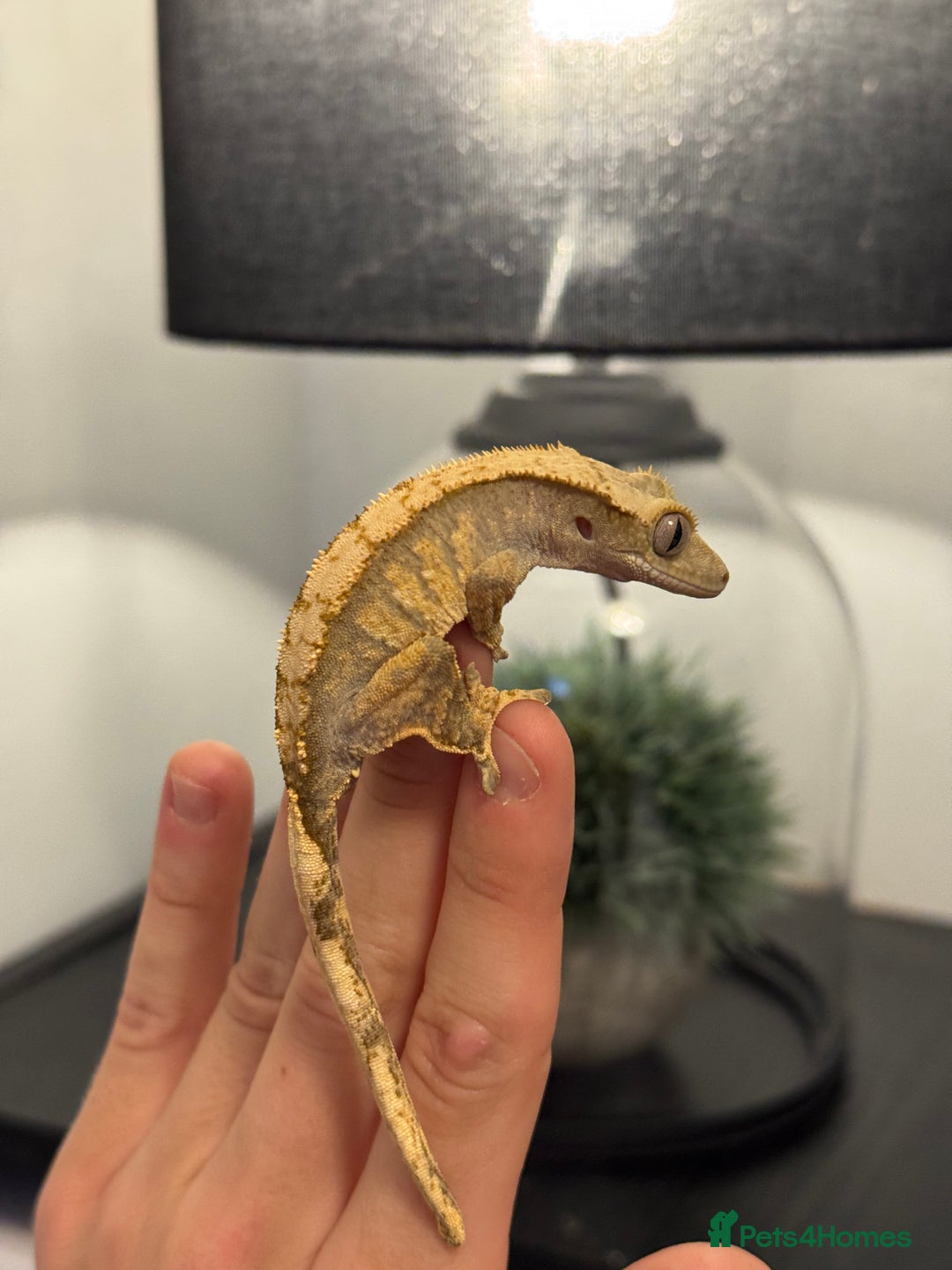 Gecko reptiles for sale: Crested Geckos ( can provide set up) in Upminster - Image 3