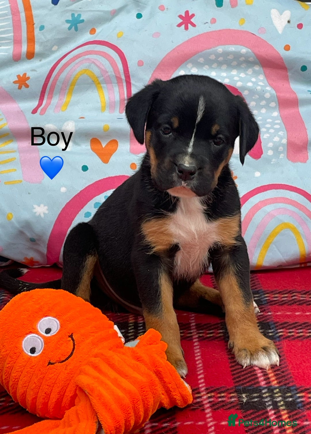 Rottweiler dogs for sale: Gorgeous Sovereign Puppies - Image 2