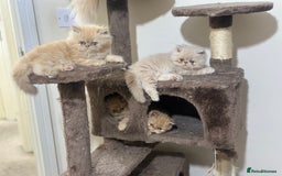 Persian cats for sale: Pedigree Persian Kittens ready to be rehomed - Image 25