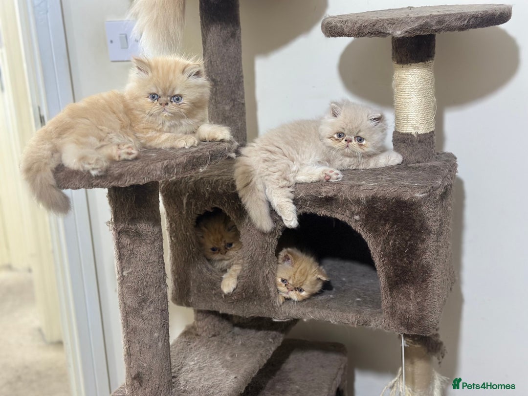 Persian cats for sale: Pedigree Persian Kittens ready to be rehomed - Image 25
