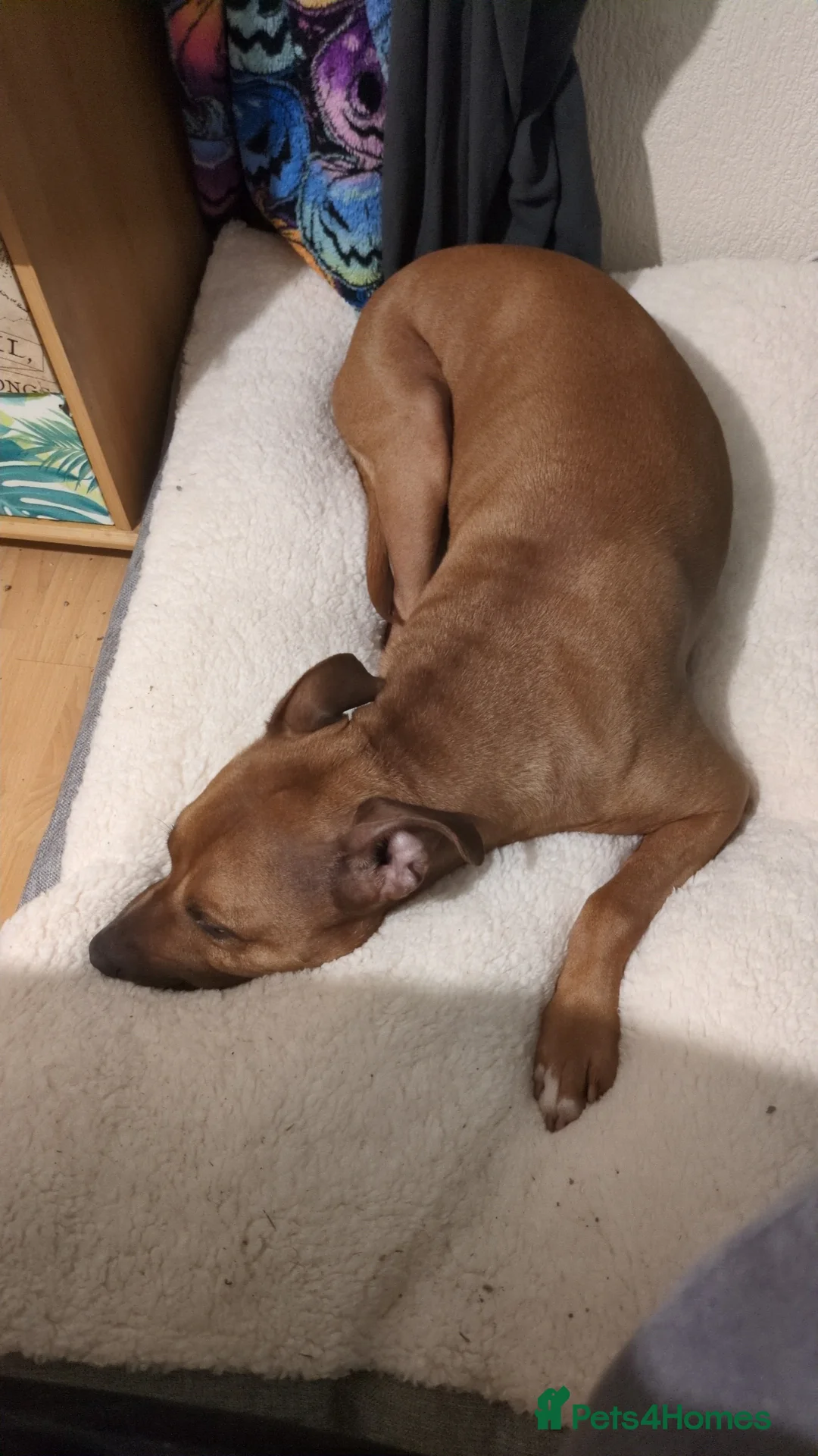 American Bull Staffy dogs for sale: Junimo Seeks Adventure  - Advert 2