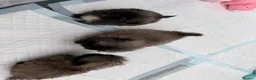Pekingese dogs for sale: Kc sable Blk mask Pekingnese Russian lines - Advert 9