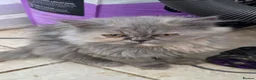Persian cats for sale: Persian kittens for sale - Advert 10