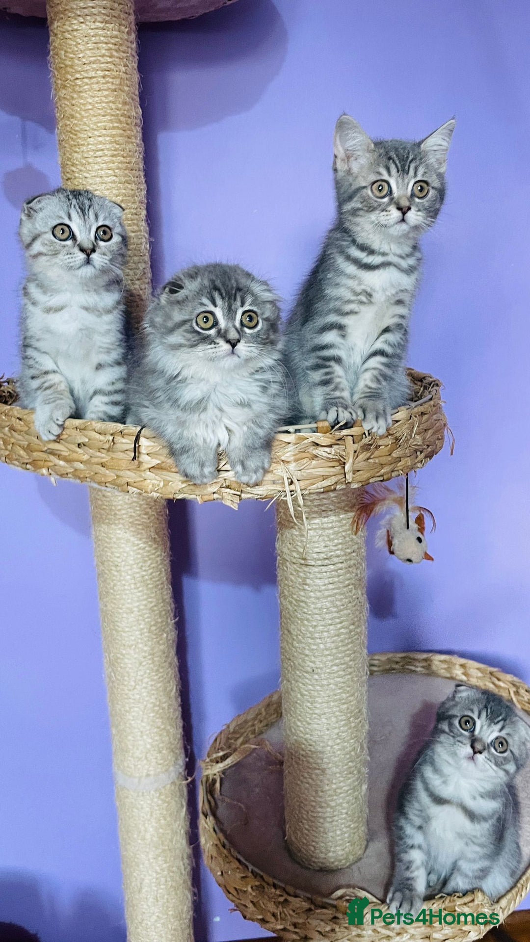 Scottish Fold cats for sale: Beautiful litter looking for new homes ❤️❤️ - Advert 11