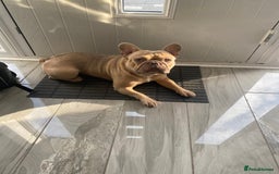 French Bulldog dogs for sale: Reggie - French bulldog  - Image 1