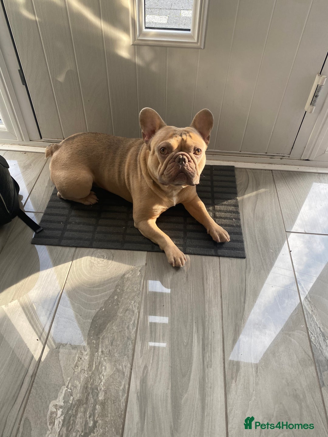 French Bulldog dogs for sale: Reggie - French bulldog  - Image 1