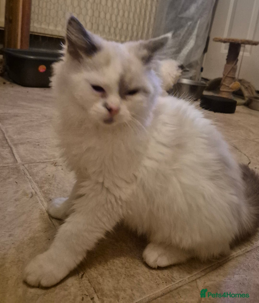 Ragdoll cats for sale: Beautiful mischievous blue eye ragdoll babies - Advert 4