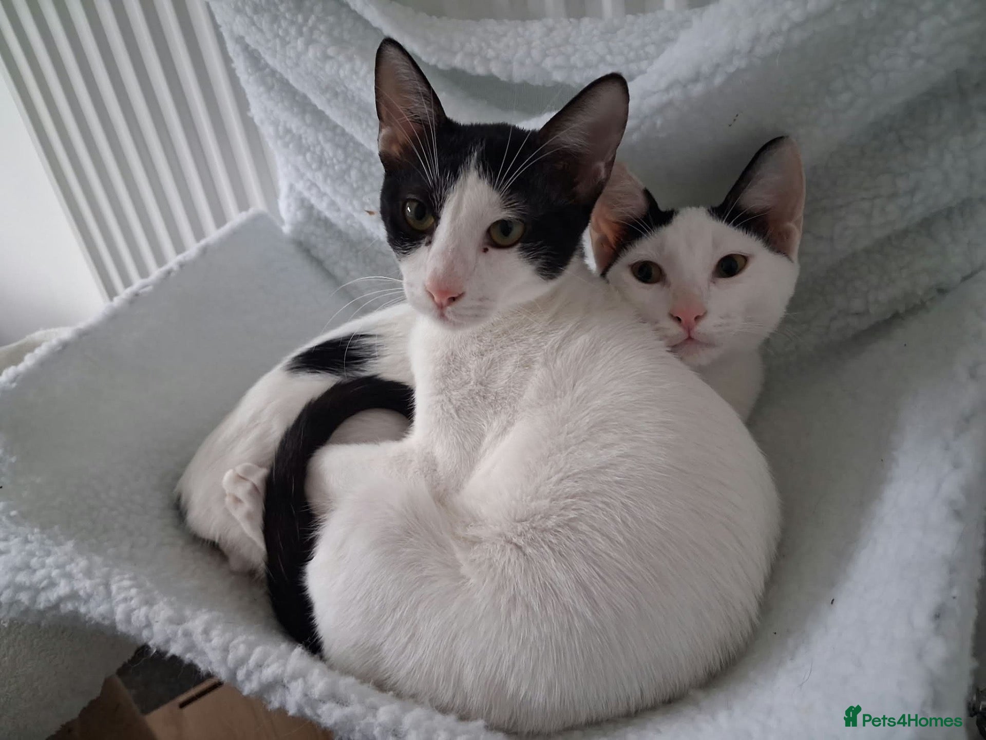 Domestic Shorthair cats Bonded brothers, Affectionate, Cuddly Felix & Tux - Advert 4
