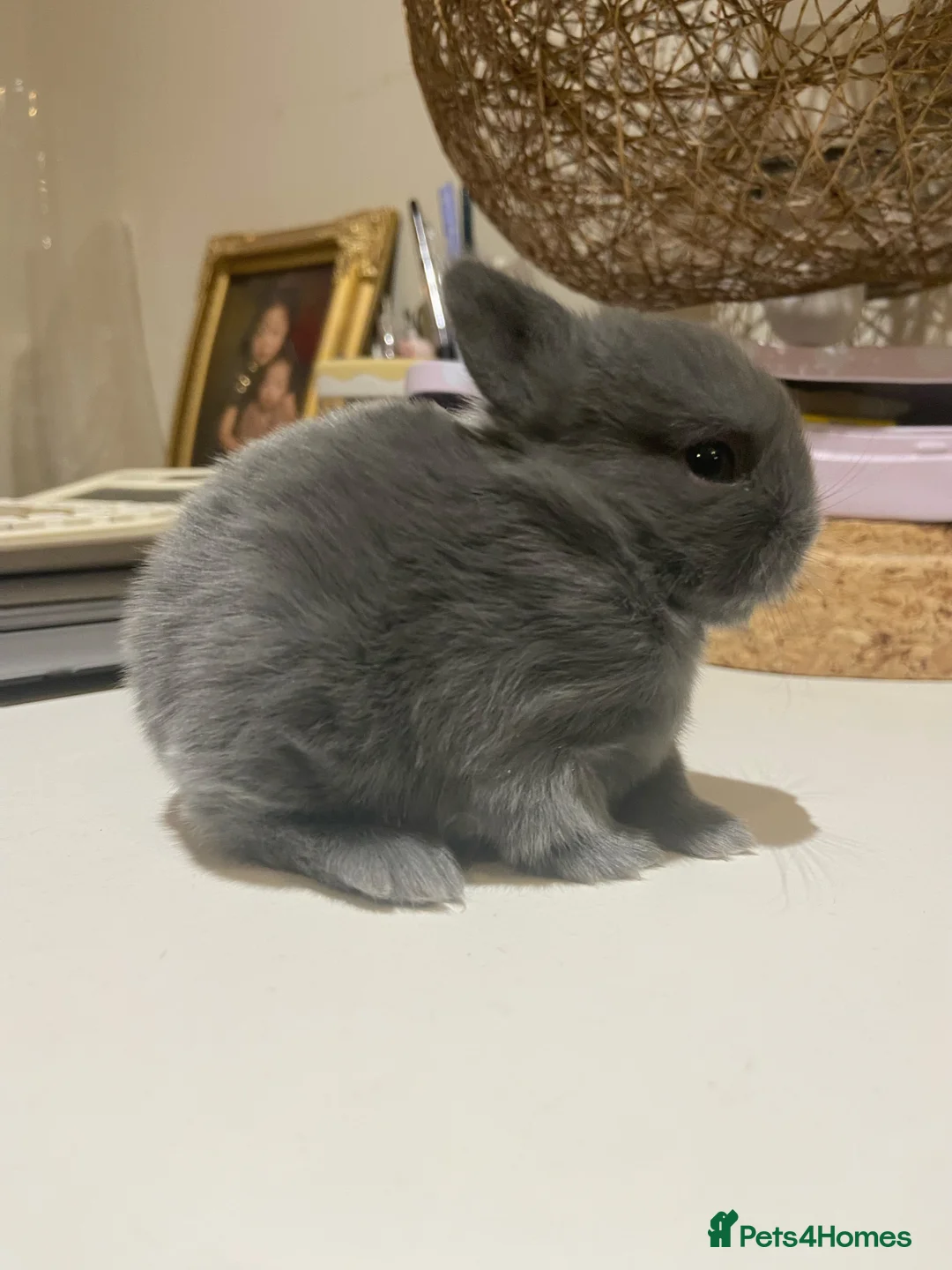 Netherland Dwarf rabbits for sale: pure Netherlands Dwarfs Bunnies in Poole - Advert 1