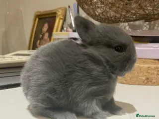 Netherland Dwarf rabbits pure Netherlands Dwarfs Bunnies in Poole - Advert 1