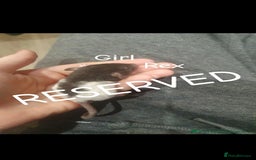 Rat rodents for sale: Beautiful babies available! in Warrington - Image 17