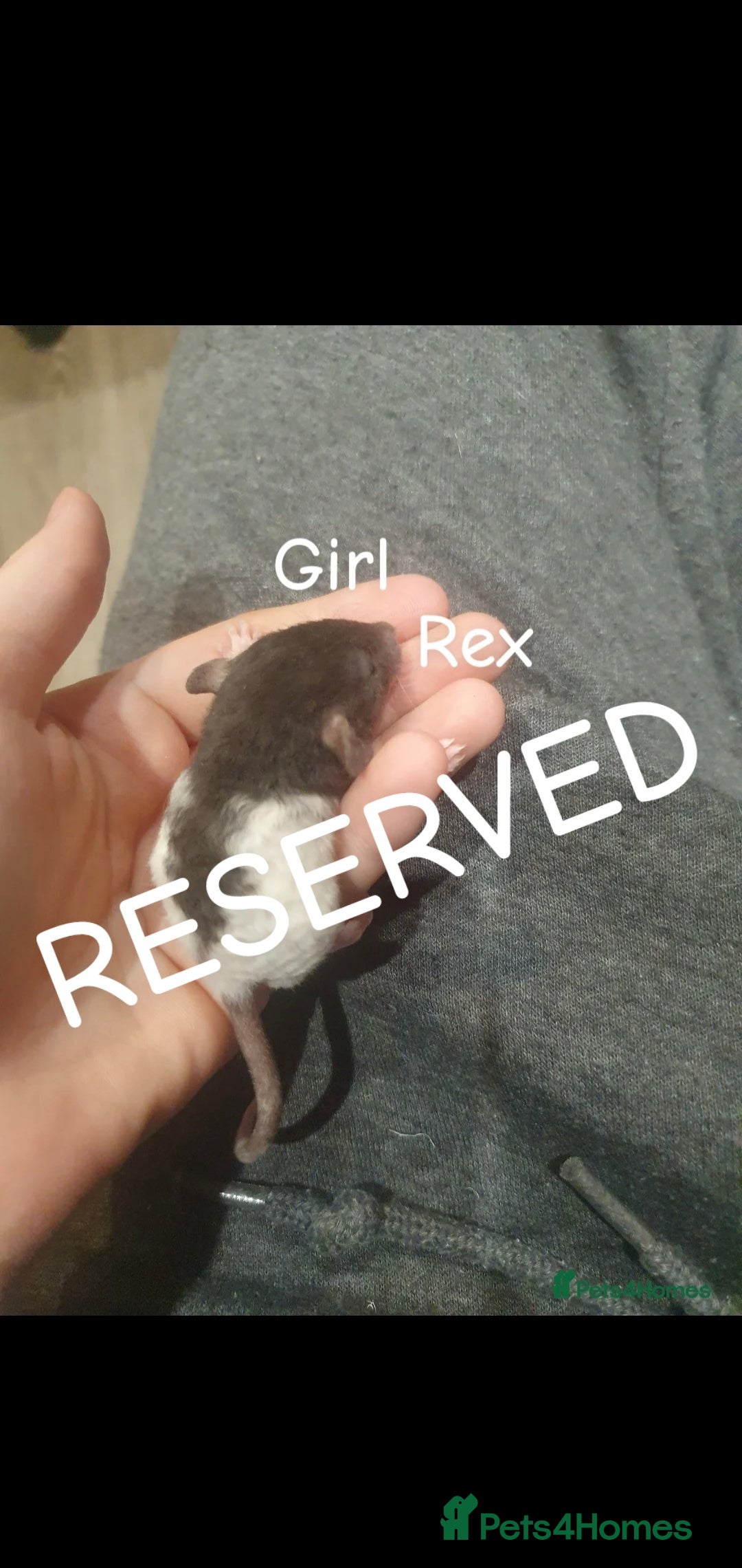 Rat rodents for sale: Beautiful babies available! in Warrington - Image 17