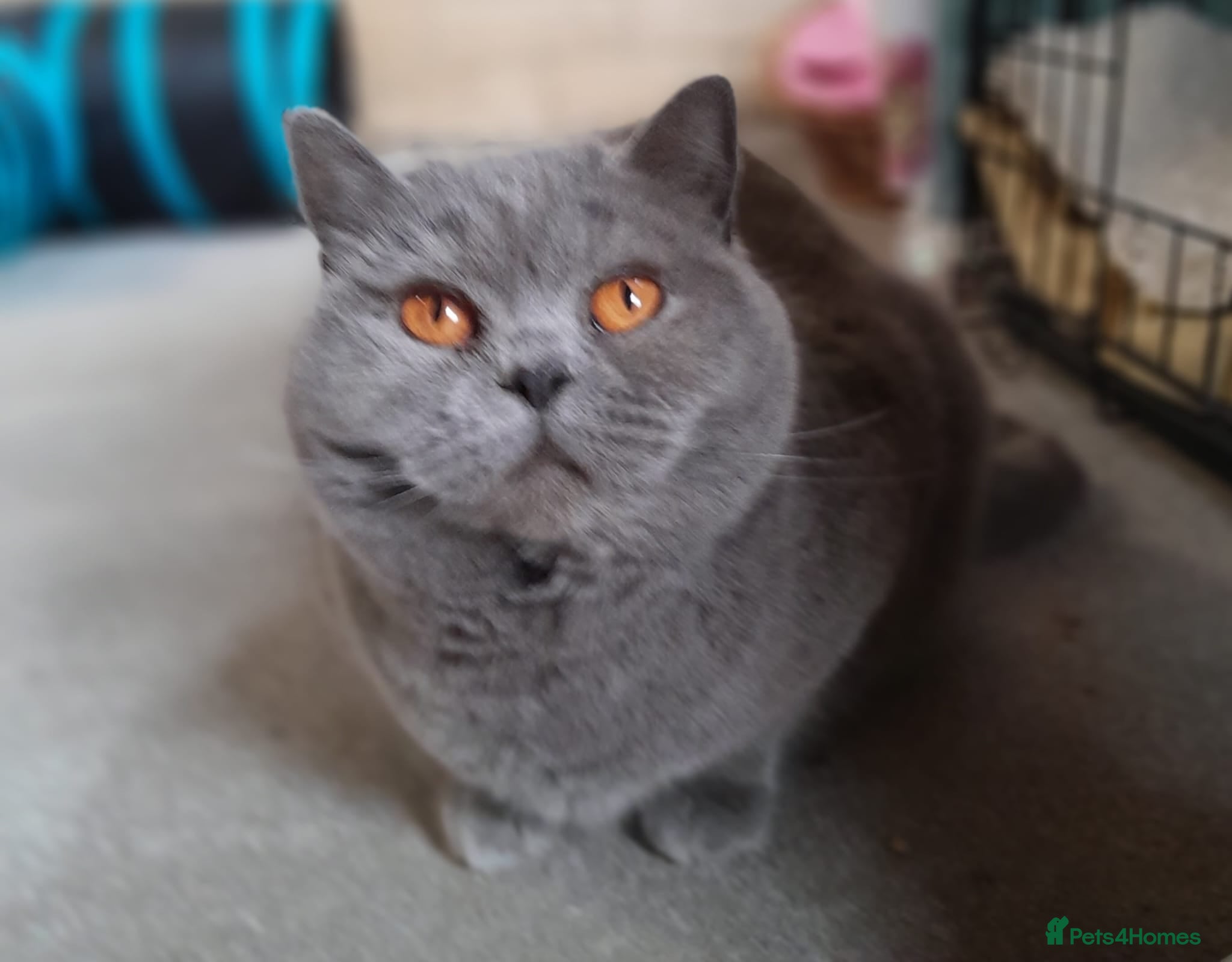 British Shorthair cats STUNNING SOLID BLUE GCCF BSH GIRL - Advert 1