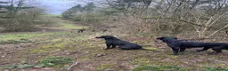 Labrador Retriever dogs for sale: Labrador Puppies - Advert 6