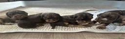 Cocker Spaniel dogs for sale: Beautiful 5 Chocolate and Tan cocker spaniels  - Advert 4
