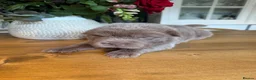 Shar Pei dogs for sale: Bear Coat Shar Pei puppies - Advert 2