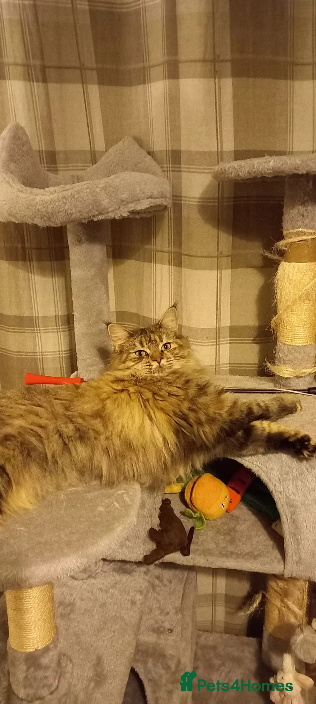 Maine Coon cats for sale: Beautiful maine coon girl in Eastleigh - Advert 2
