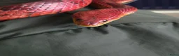 Corn Snake reptiles for sale: Bloodred corn snake  - Advert 2