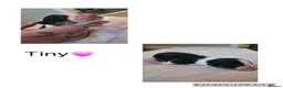 Border Collie dogs for sale: Border Collie puppies in Manchester - Advert 6