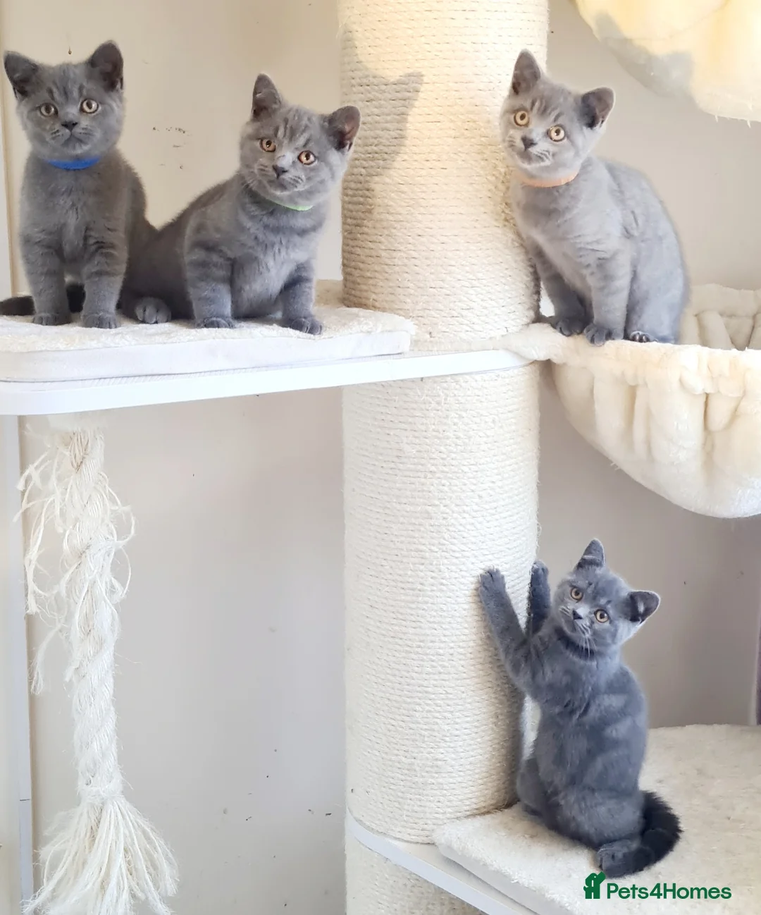 British Shorthair cats for sale: British shorthair blue kittens  - Advert 16