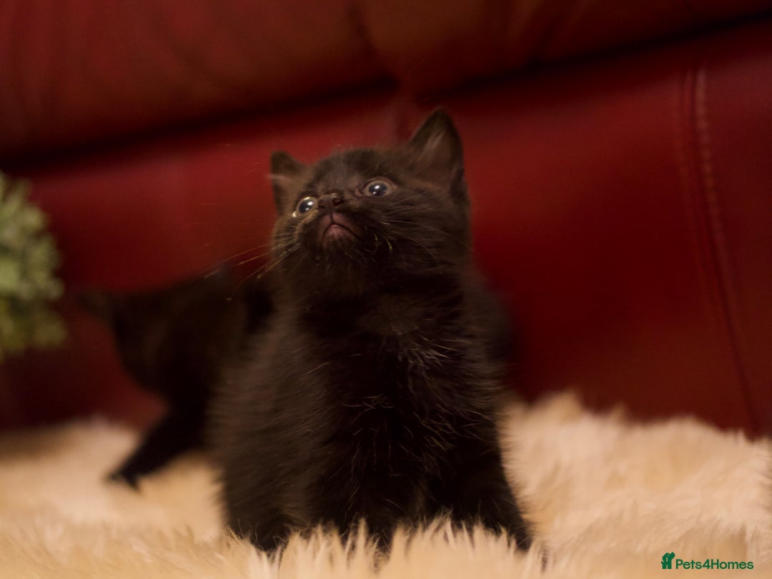 Mixed Breed cats for sale: Gorgeous Maine-Coon/Ragdoll/Bombay Mix Kittens!!! - Image 5