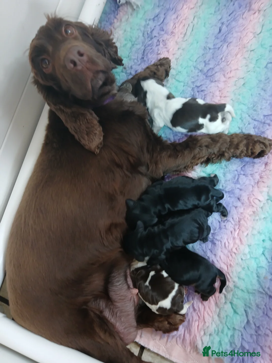 Cocker Spaniel dogs for sale: Show Type KC reg Cocker Spaniels - Advert 1