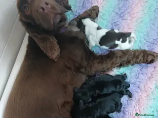 Cocker Spaniel dogs for sale: Show Type KC reg Cocker Spaniels - Advert 1