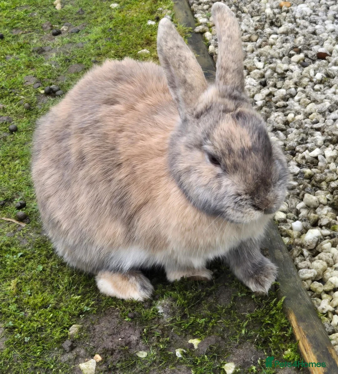 Netherland Dwarf rabbits for sale: 2 Netherlands dwarf rabbits. in Amersham - Advert 2