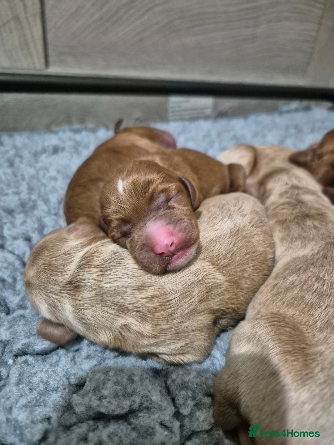 Australian Labradoodle dogs for sale: 1 boy and 1 girl left - Advert 23