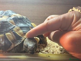 Hermann Tortoise reptiles for sale - Advert 1
