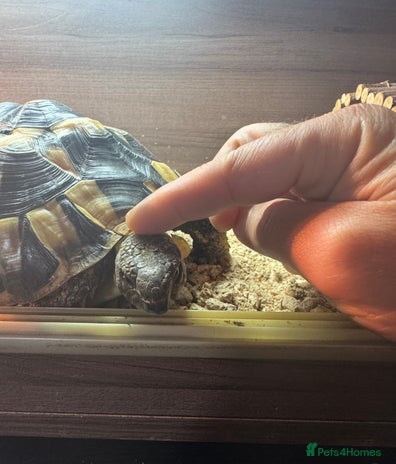 Hermann Tortoise reptiles - Advert 1
