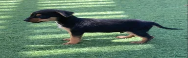 Jack Russell 6