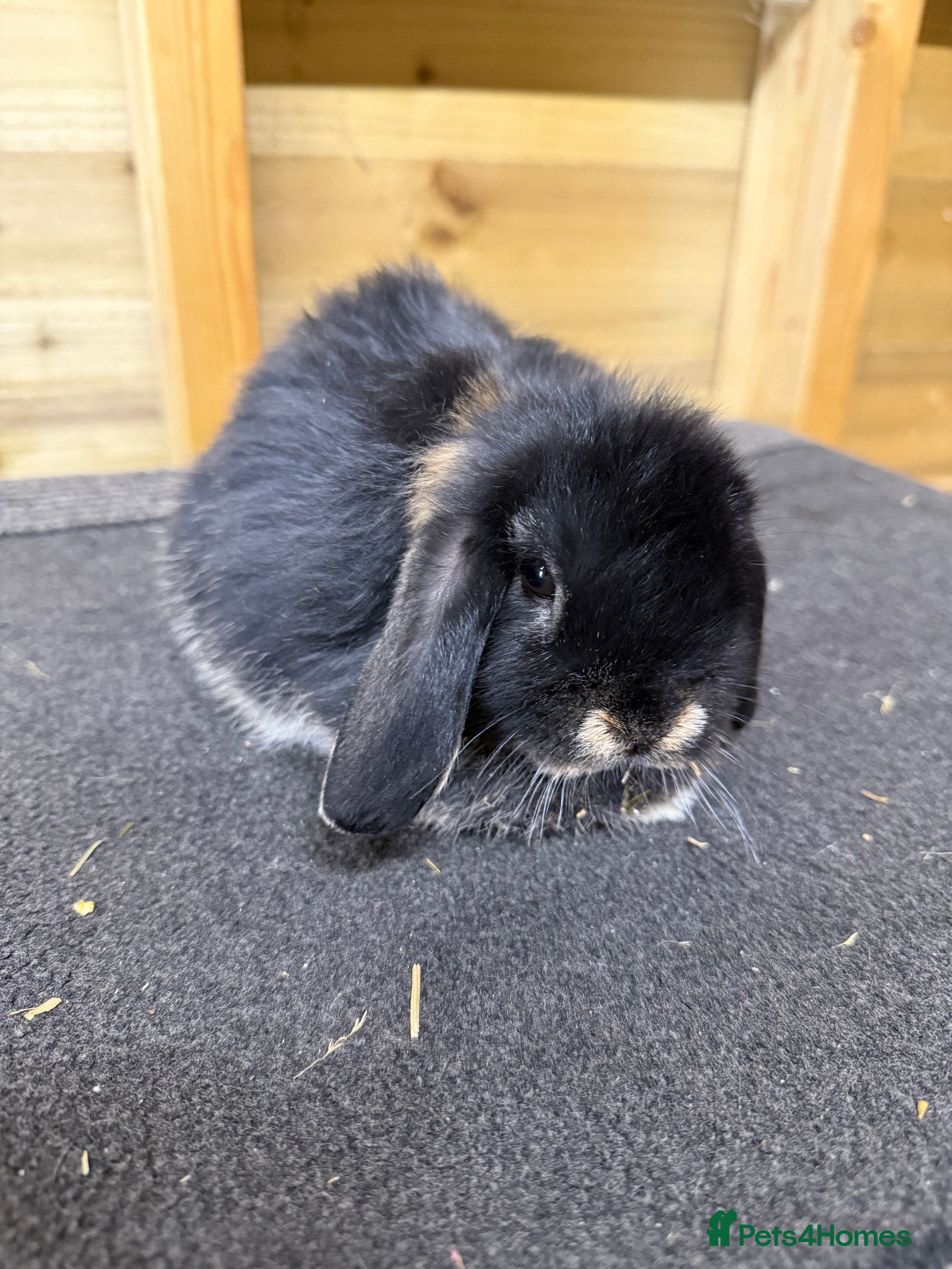 Mini Lop rabbits 🖤 Last remaining - Black Otter Mini Lop Buck 🖤 - Advert 8