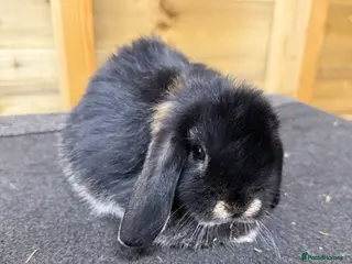 Mini Lop rabbits 🖤 Last remaining - Black Otter Mini Lop Buck 🖤 - Advert 6